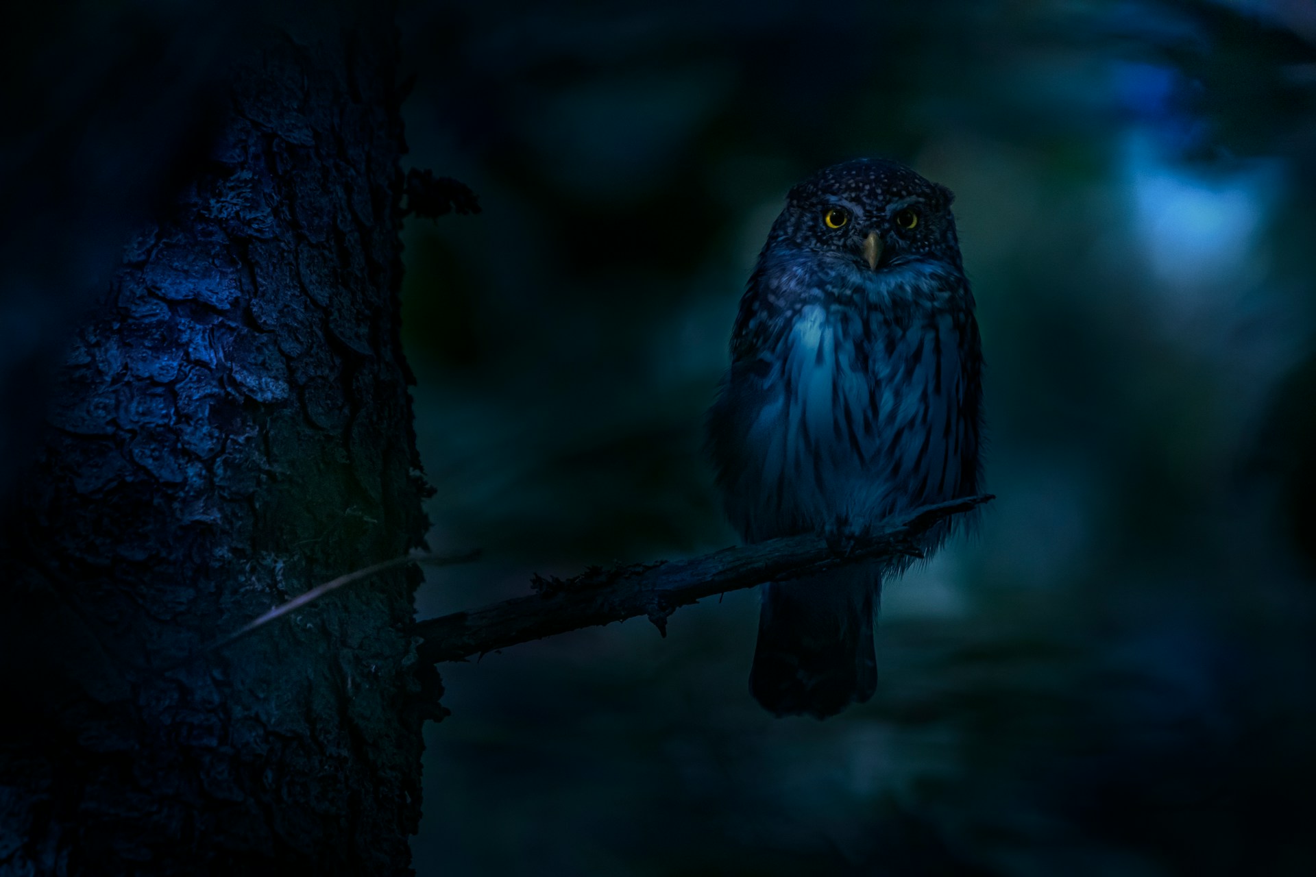 Night Owls vs. Early Birds: Which Chronotype Lives Longer?
